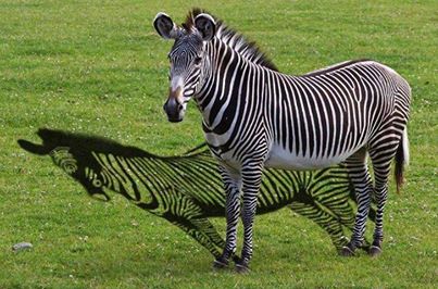 1185149_630088843689490_1032356407_n