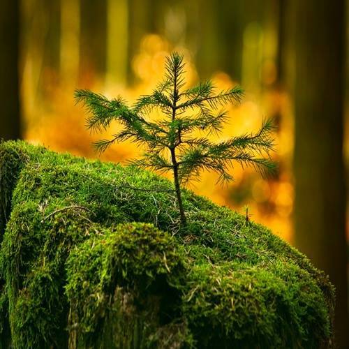 10040_10153742690900623_522225929_n