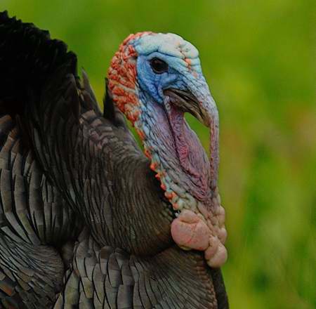 Dindon_sauvage3