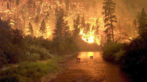 forestfires_homehr2_en