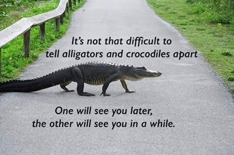 12509423_958053480898673_5430743997311610884_n