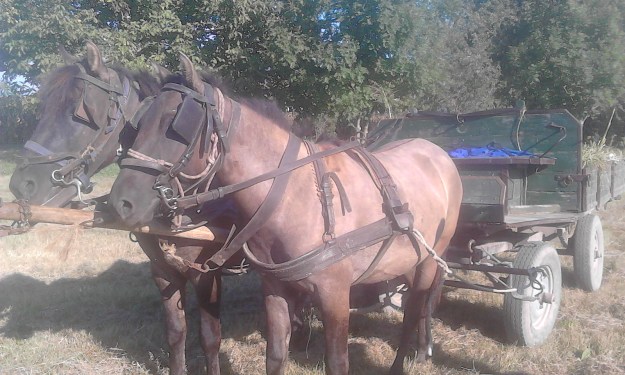 15091611391317996613585399