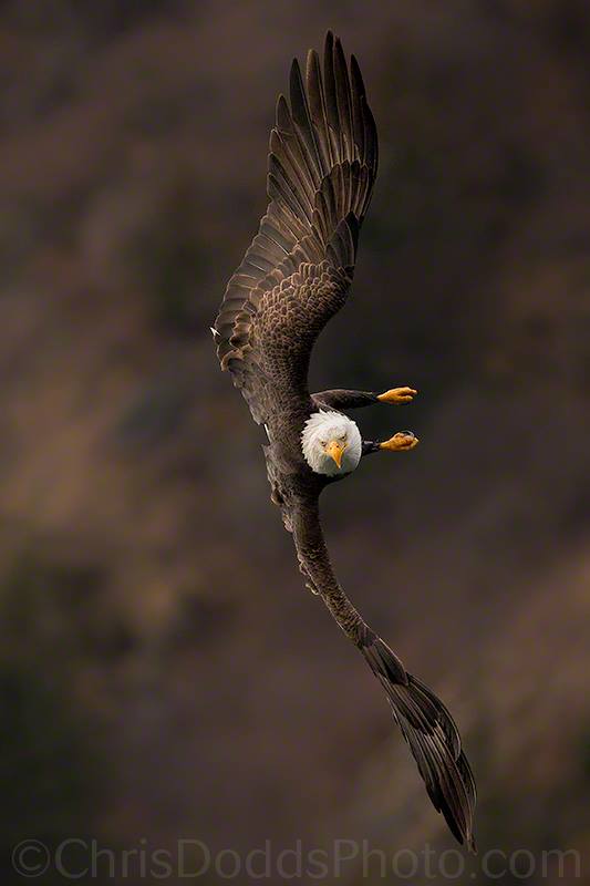 ChristopherDoddsNaturephotographer.