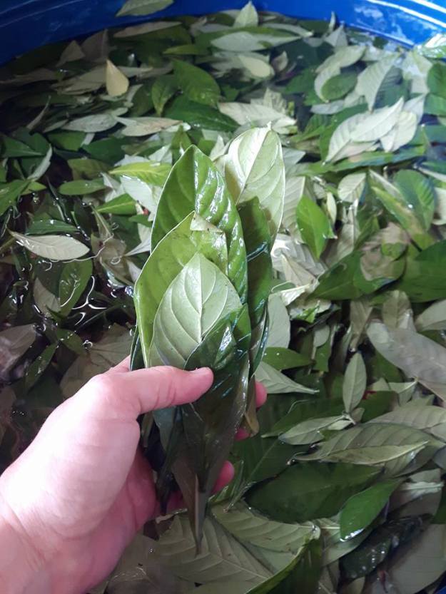 27540444_1587193581347889_8120323279402972243_n