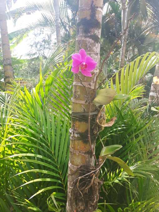 53568875_2095230543877521_4993067990346891264_n