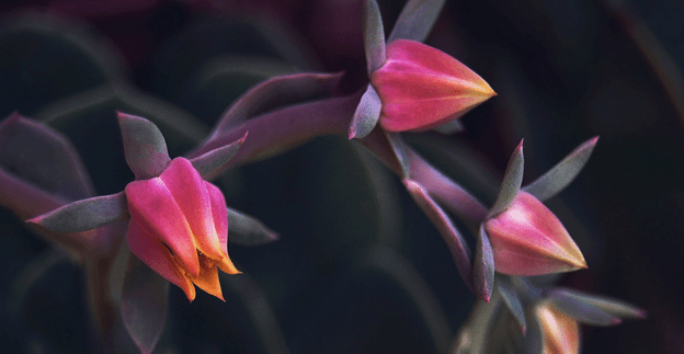 Capture d’écran 2019-06-13 à 08.24.41.png