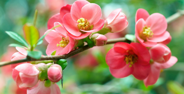 Capture d’écran 2020-07-11 à 05.42.23